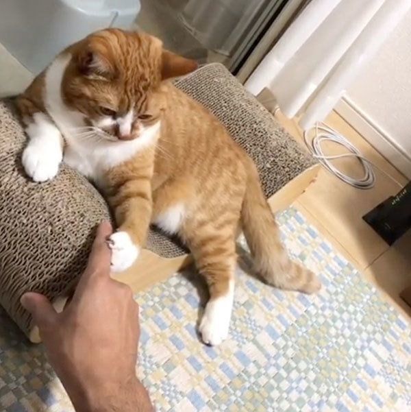 飼い主さんと遊ぶスコティッシュフォールド