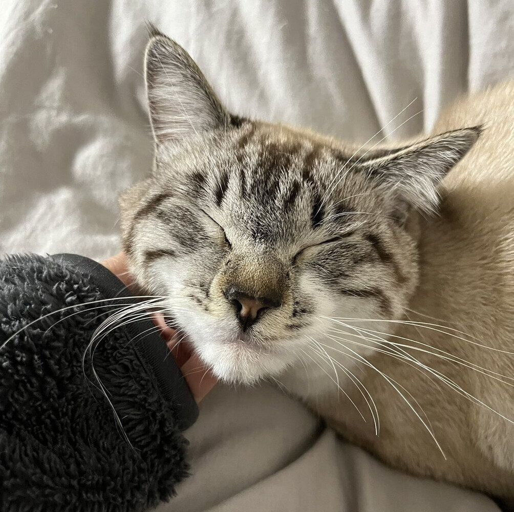 うっとりするちくわくん