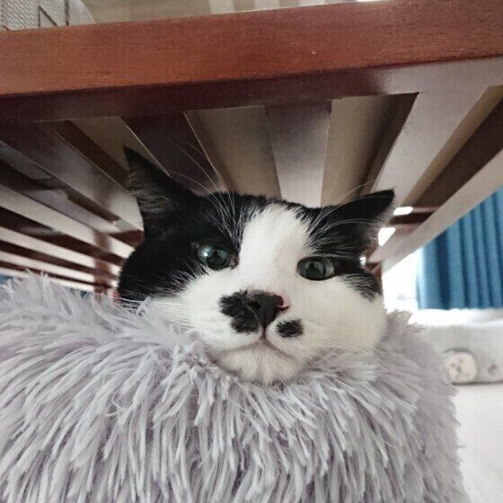 白黒猫の海大ちゃん