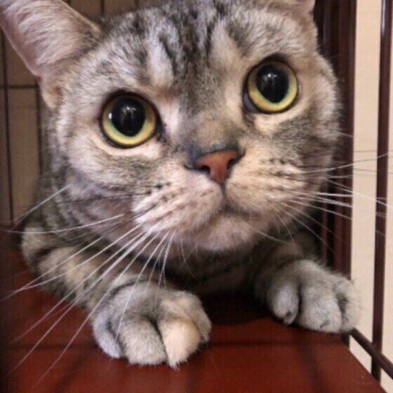 見つめるアメリカンショートヘア