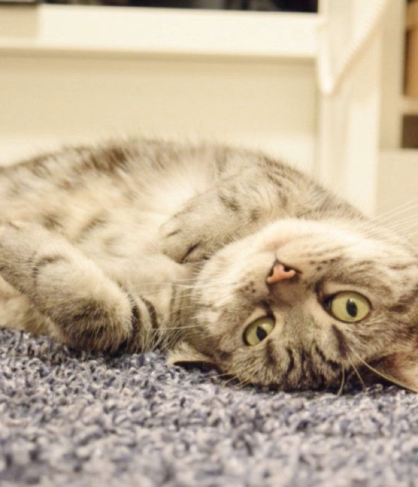 猫のこまちちゃん