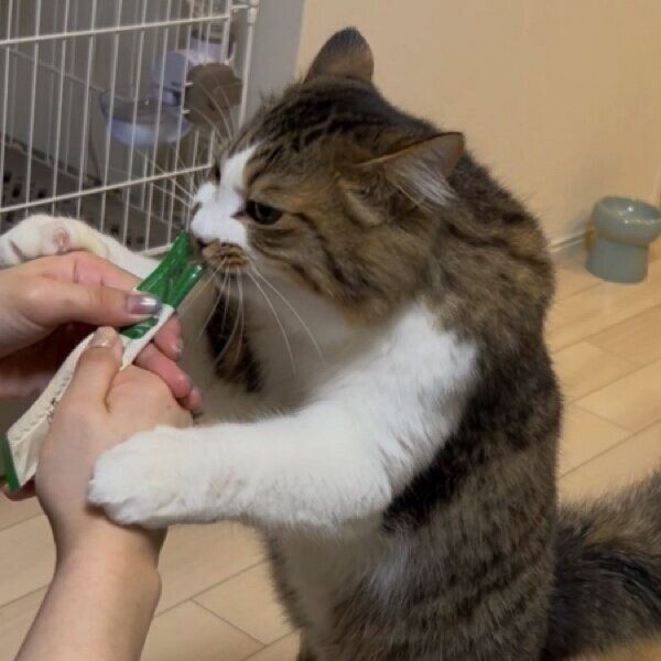 腕がムキムキに見えるほたてくん