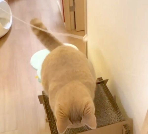 無邪気に遊ぶここちゃん