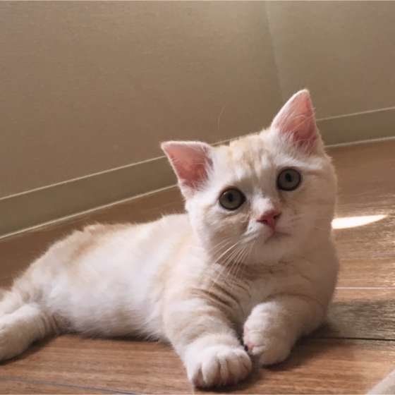 床の上のマンチカン