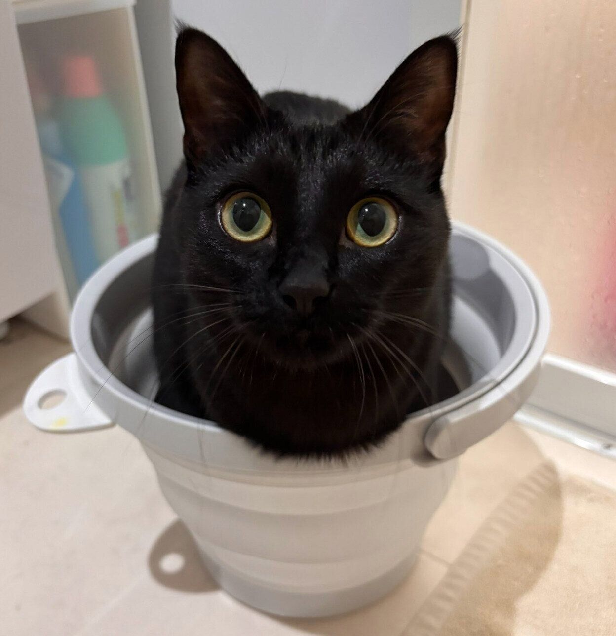 バケツの中に入るるなちゃん