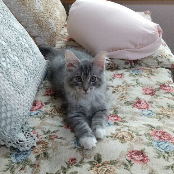 カメラ目線のメインクーンの子猫