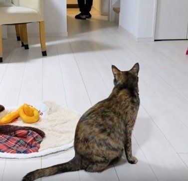 猫　ももちゃん