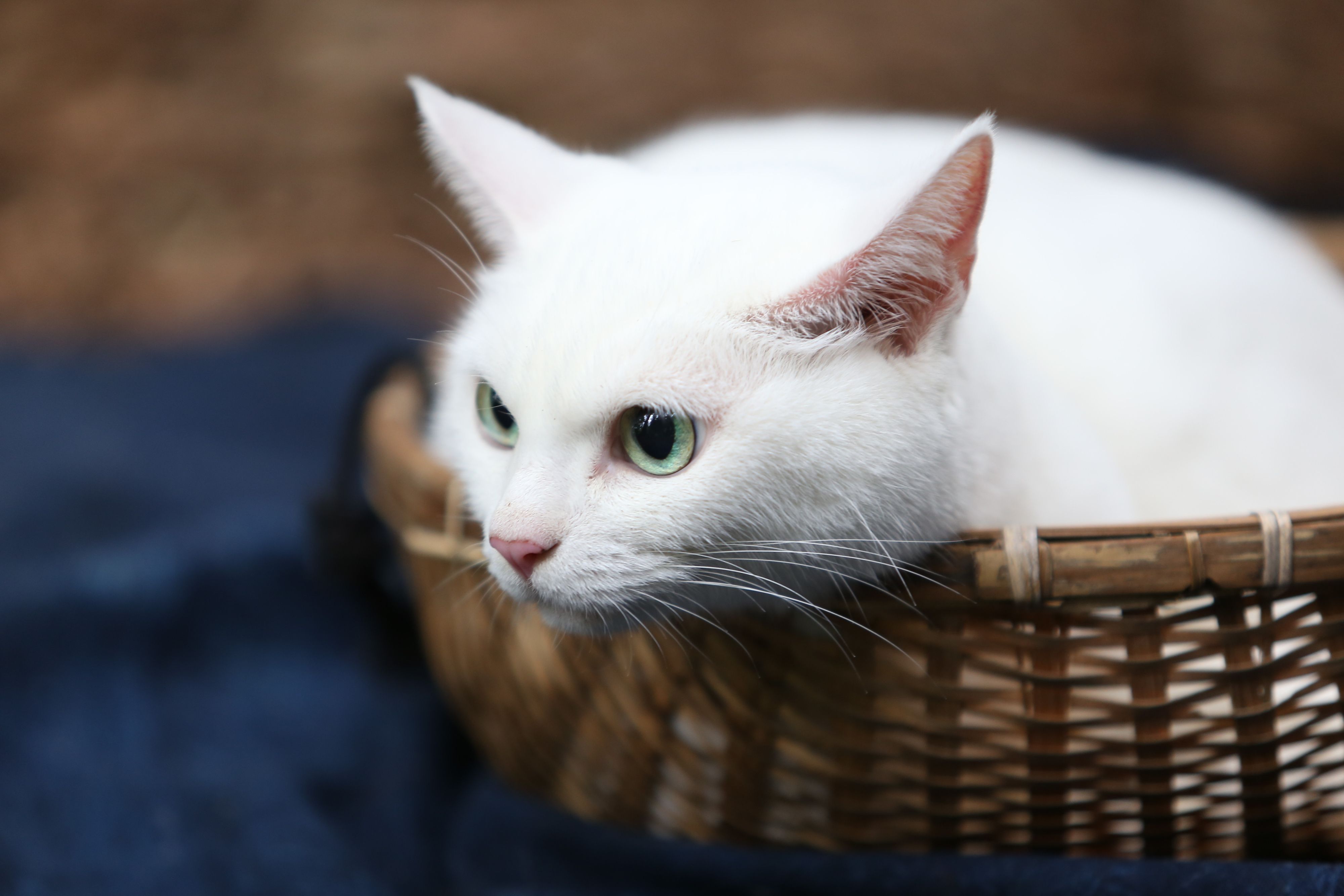 ©2014「猫侍」製作委員会