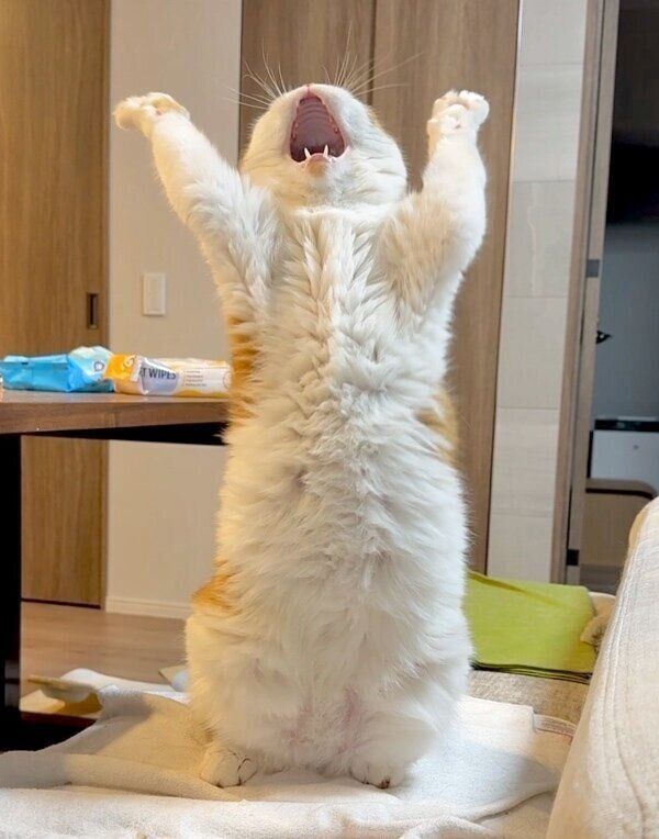 熊を倒すようなポーズをするむぎくん