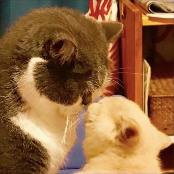 鼻ちゅーにゃんこ