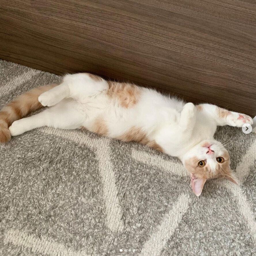 へそ天で寝転がる猫（オス）