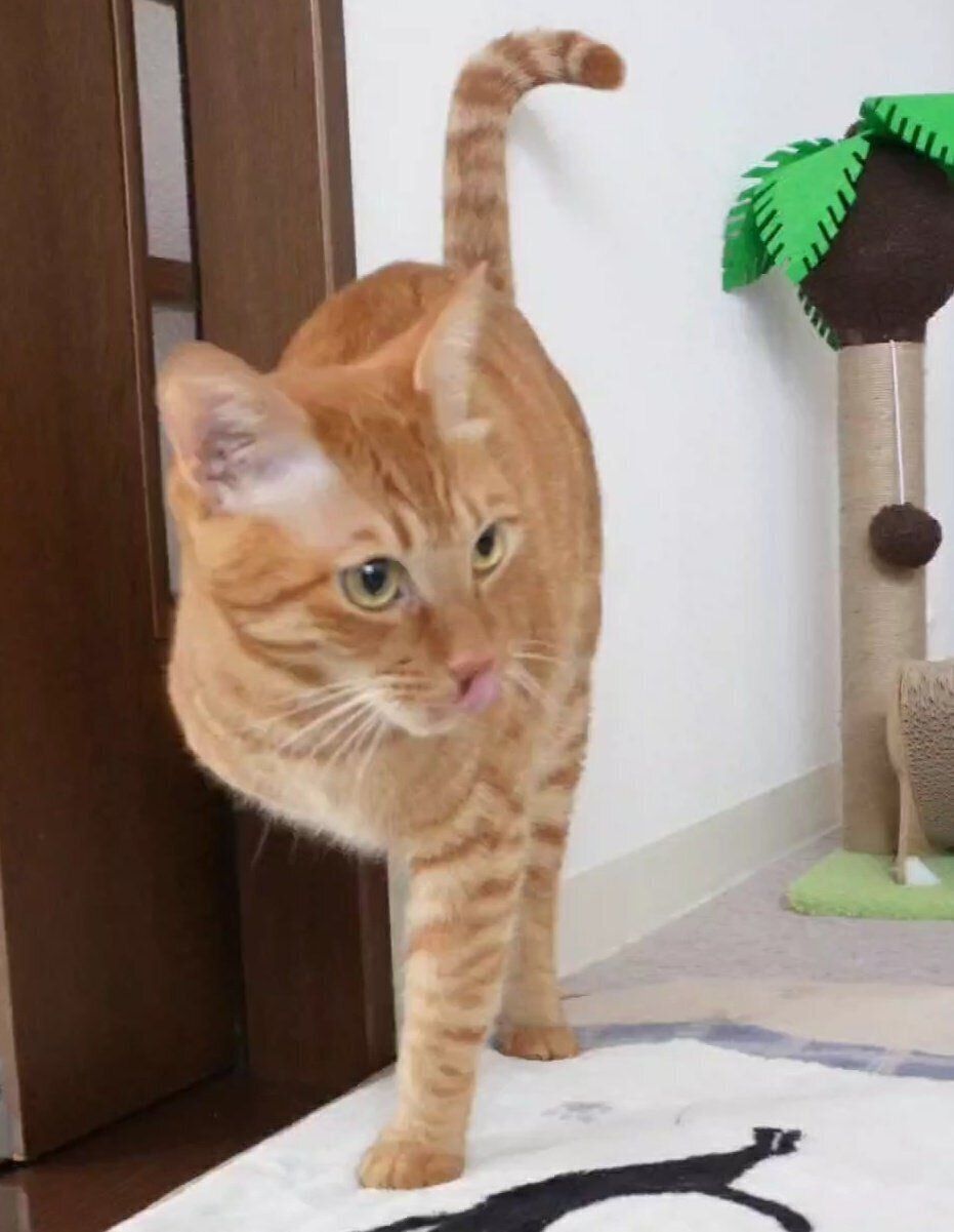 舌をペロっとするにゃんちゅーくん