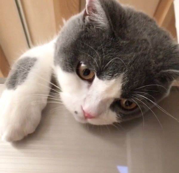 態度が豹変する猫