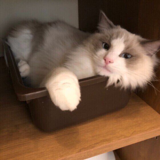 ケースにおさまるラグドール