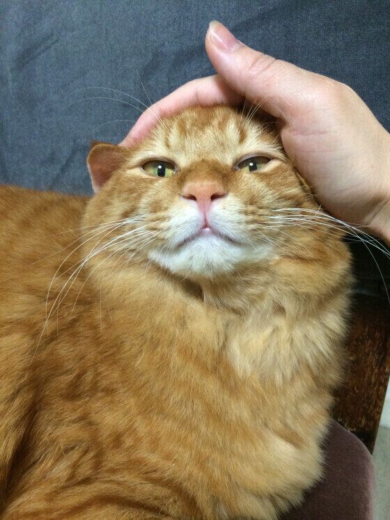 撫でられる猫