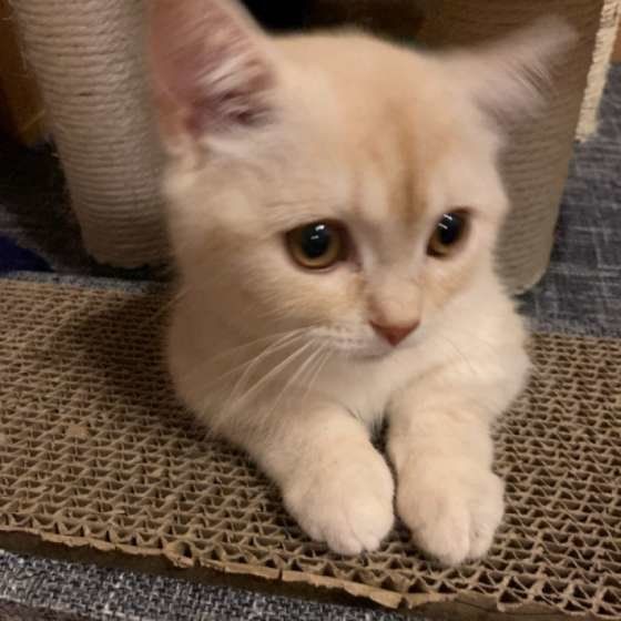 くつろぐマンチカン