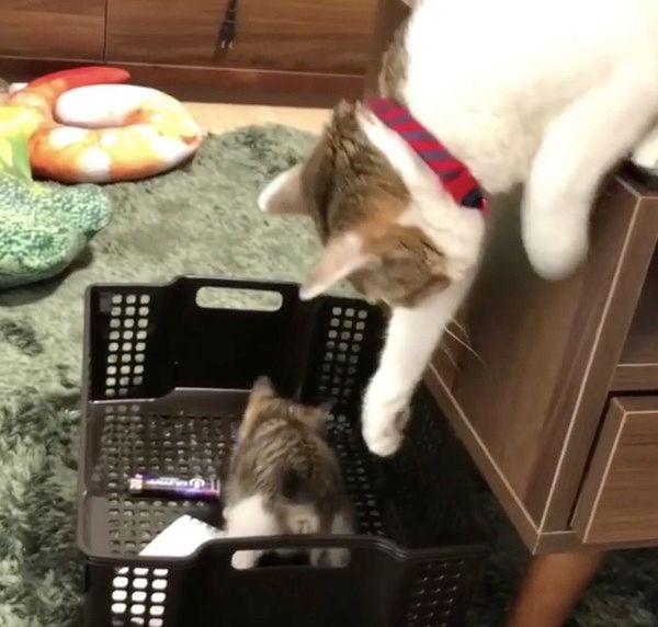 先輩猫に動じない子猫