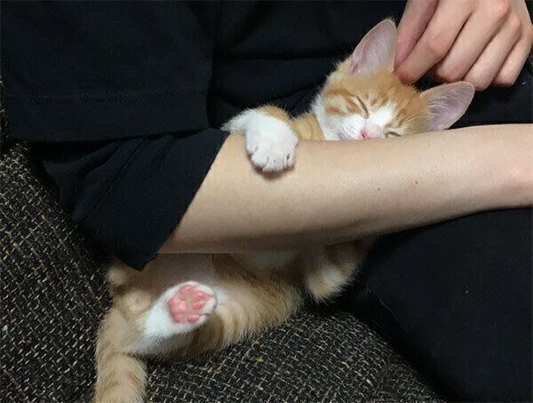 腕に抱きつくいなりくん