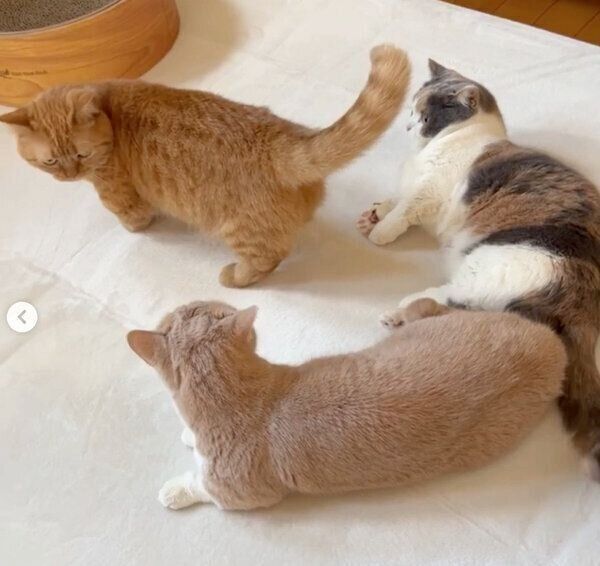 「仲間に入れて」とアピールするココちゃん