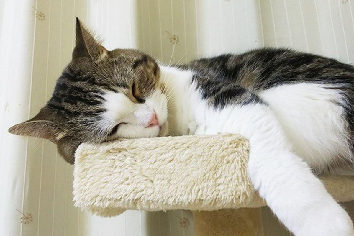 猫って 思い出 を振り返られるの 猫の記憶力のヒミツ ねこのきもちweb Magazine 猫って 思い出 を振り返られるの 猫の記憶力のヒミツ ねこのきもちweb Magazine