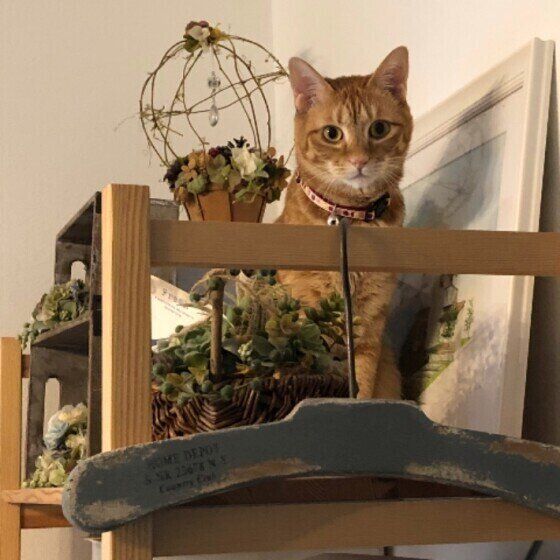 チャトラ あやめちゃん＆ききょうちゃん