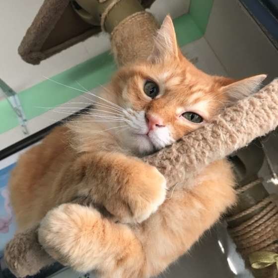 見つめる茶トラ