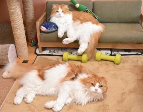 まったりするちのさんと同居猫・むぎさん