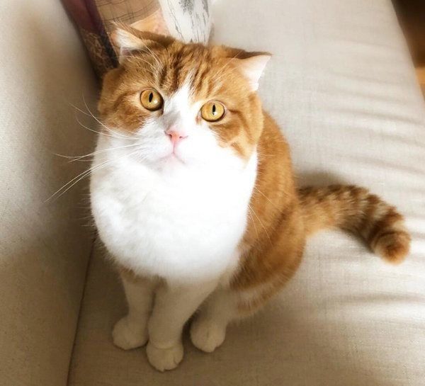 スコティッシュフォールドのまーるくん