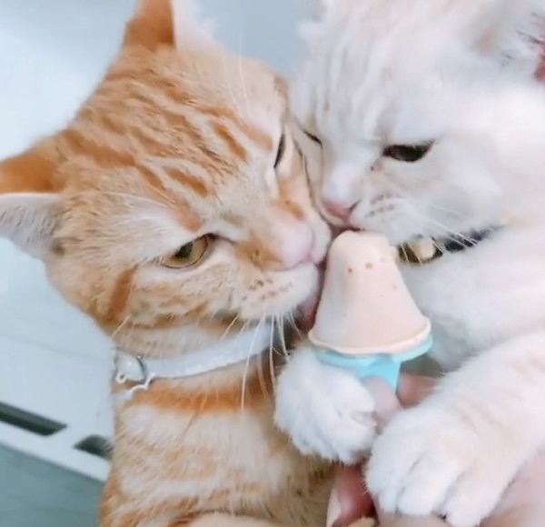 アイスを奪い合う猫