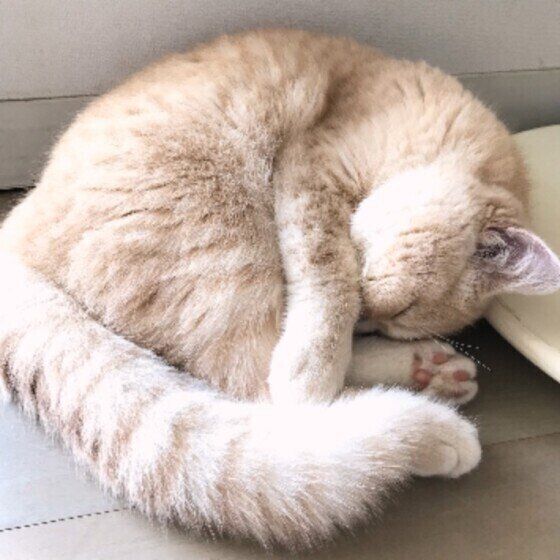 エキゾチックショートヘアのうにちゃん♪