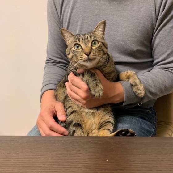 抱っこされる猫