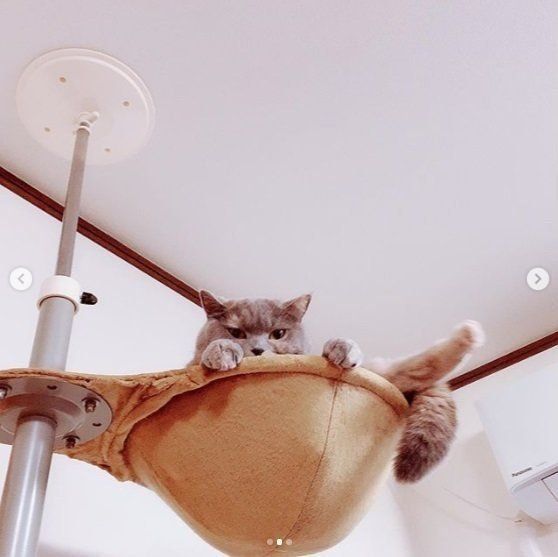 キャットタワーから見送る猫