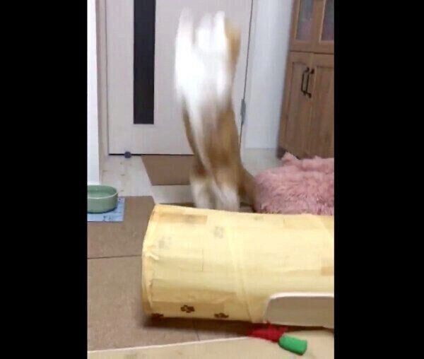 狙いを定めてジャンプするちのさん