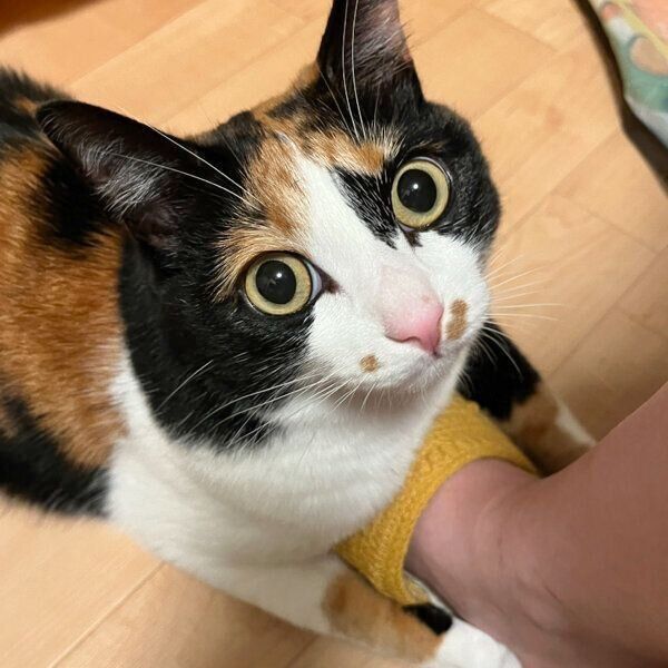 飼い主さんに抱きつくてぃらのちゃん