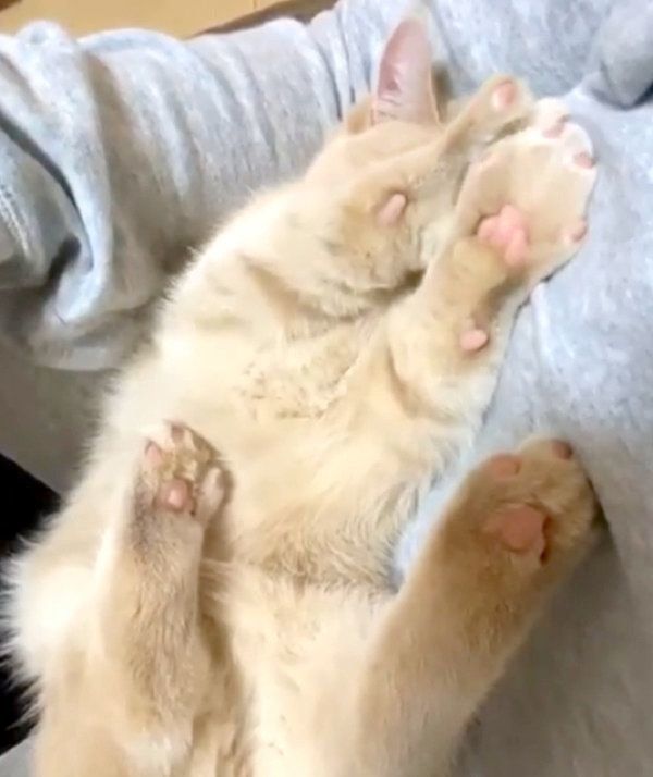 お手てでお顔を隠すむぎちゃん