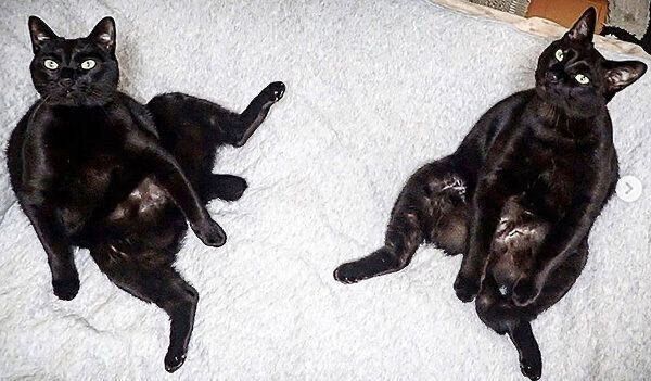 座り方がシンクロするななちゃんとはちちゃん