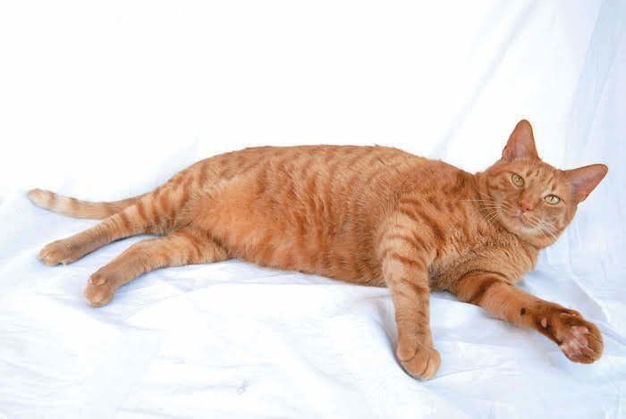 くつろいでいる猫