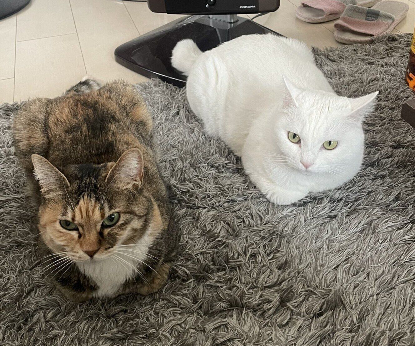 2匹とも「里親募集」を通じてお迎えした猫なのだとか