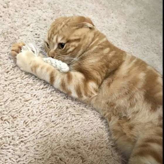 スコティッシュフォールド