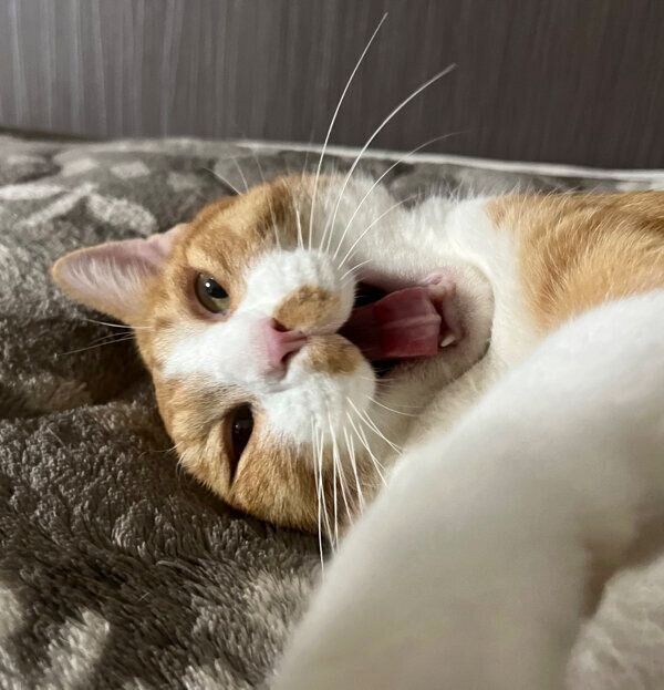 くつろぐきなこくん