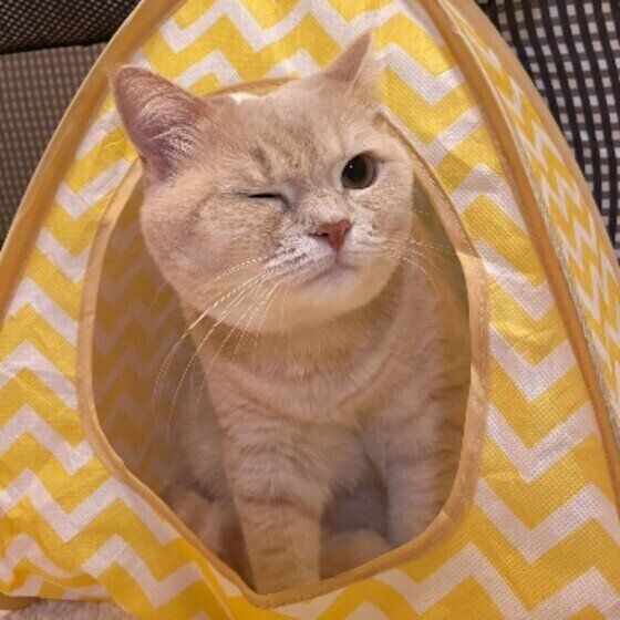 むぎちゃん(マンチカン)