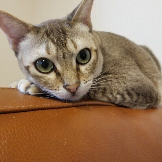 シンガプーラのヤマトくん♪