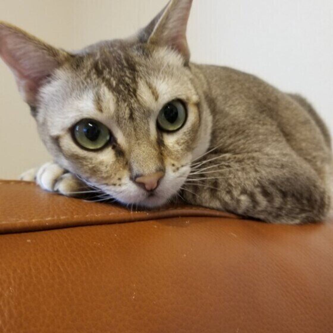 愛猫からの 甘え光線ビーム 猫が飼い主さんをじっと見つめる理由 ねこのきもちweb Magazine 愛猫からの 甘え光線ビーム 猫が飼い主さんをじっと見つめる理由 ねこのきもちweb Magazine