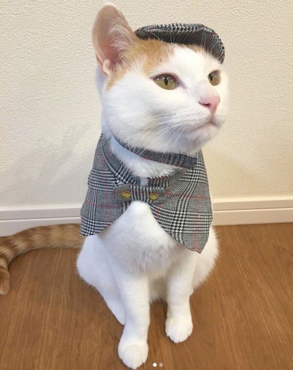 洋服を着るむぎちゃん