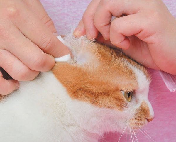 やりすぎると危険なお手入れ