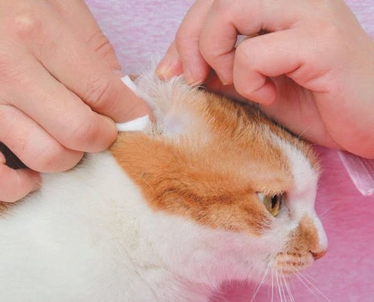 愛猫の健康を害する可能性も やりすぎると危険なお手入れ5選 ねこのきもちweb Magazine 愛猫の健康を害する可能性も やりすぎると危険なお手入れ5選 ねこのきもちweb Magazine