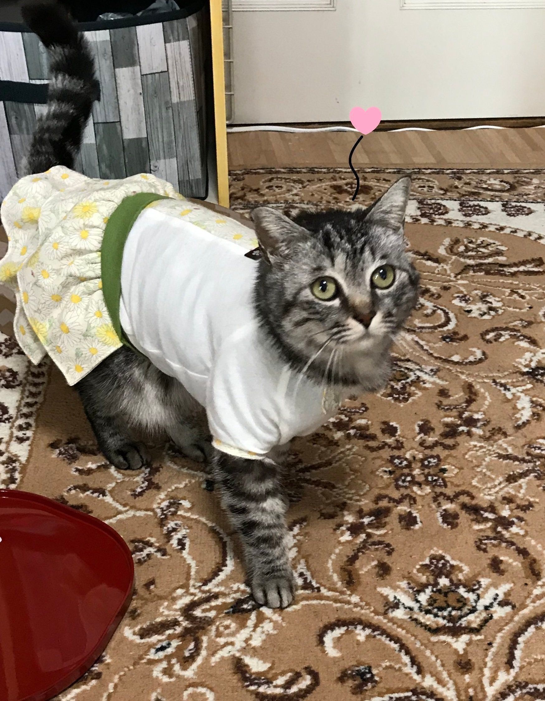 画像／ねこのきもち2019年８月号『猫よ、すんのかい　せんのかい　せーへんのかいっ！』