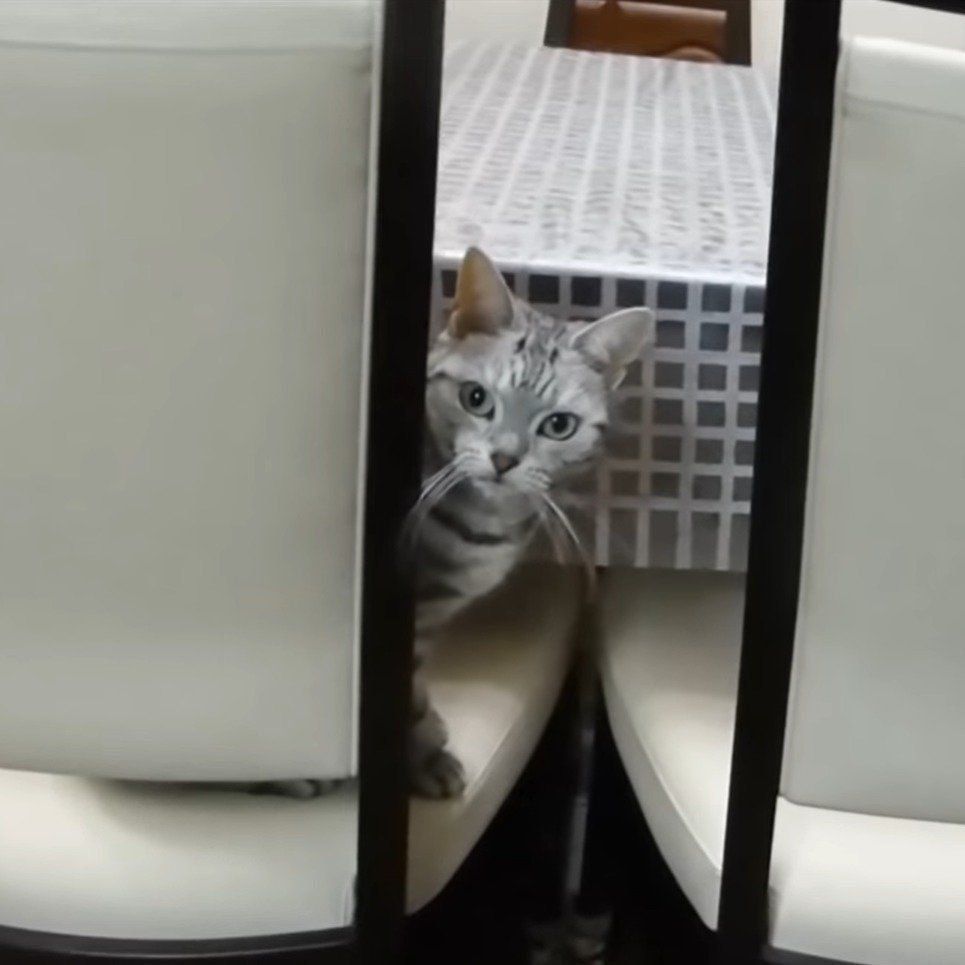 母ちゃんを待つあめちゃん