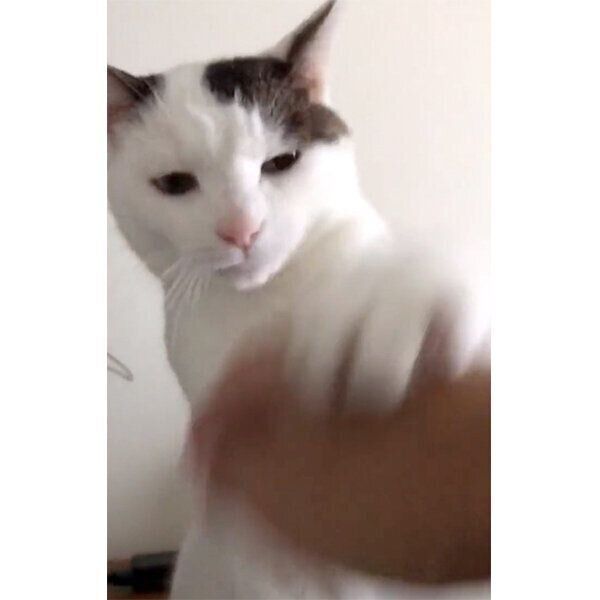 前足で払いのけるちー様