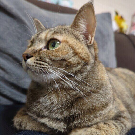 キジトラのあずきちゃん